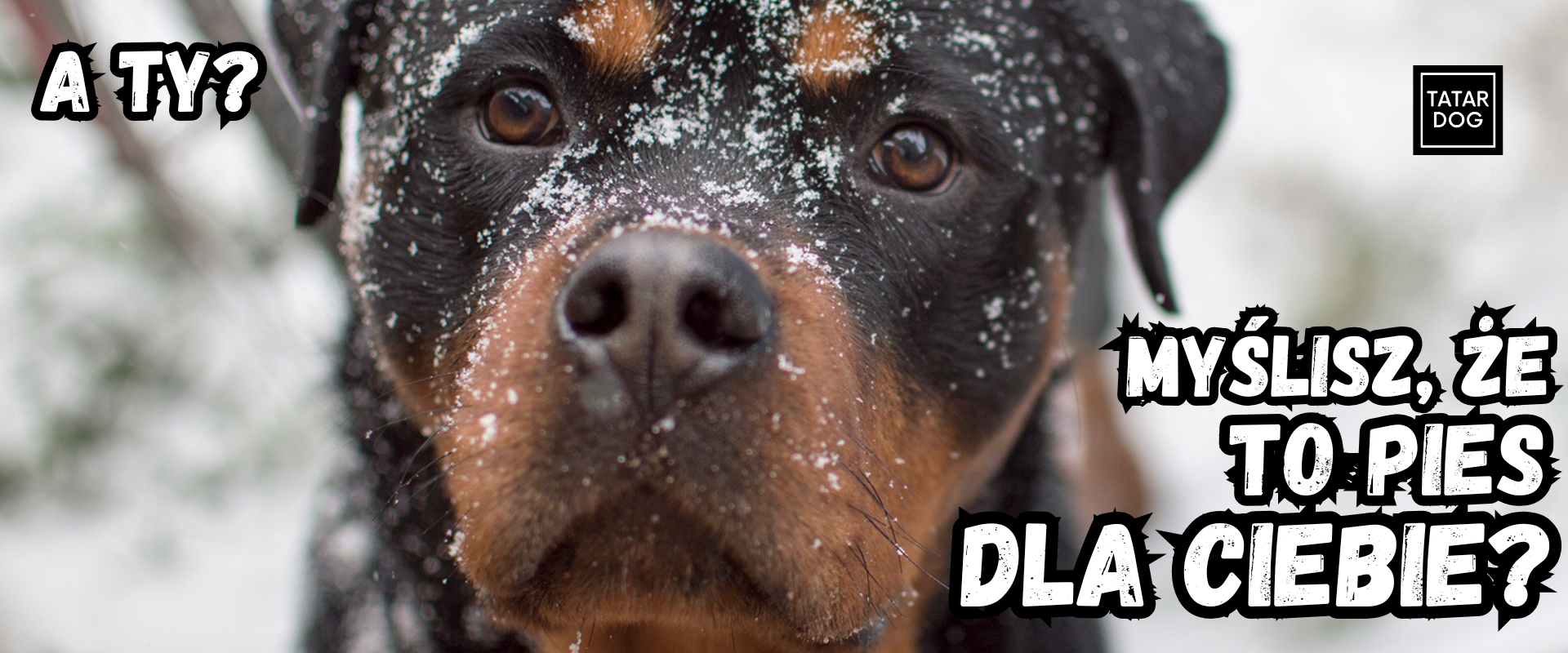 Rottweiler czy to pies dla mnie